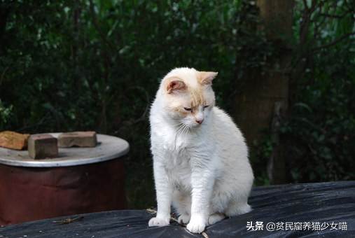 古代相猫学，相猫“十二要”，猫咪符合这12点就是顶级好猫