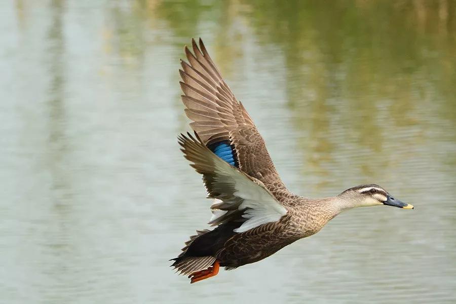 沙家浜景区医护人员免费吗,沙家浜风景区免费开放怎么预约的