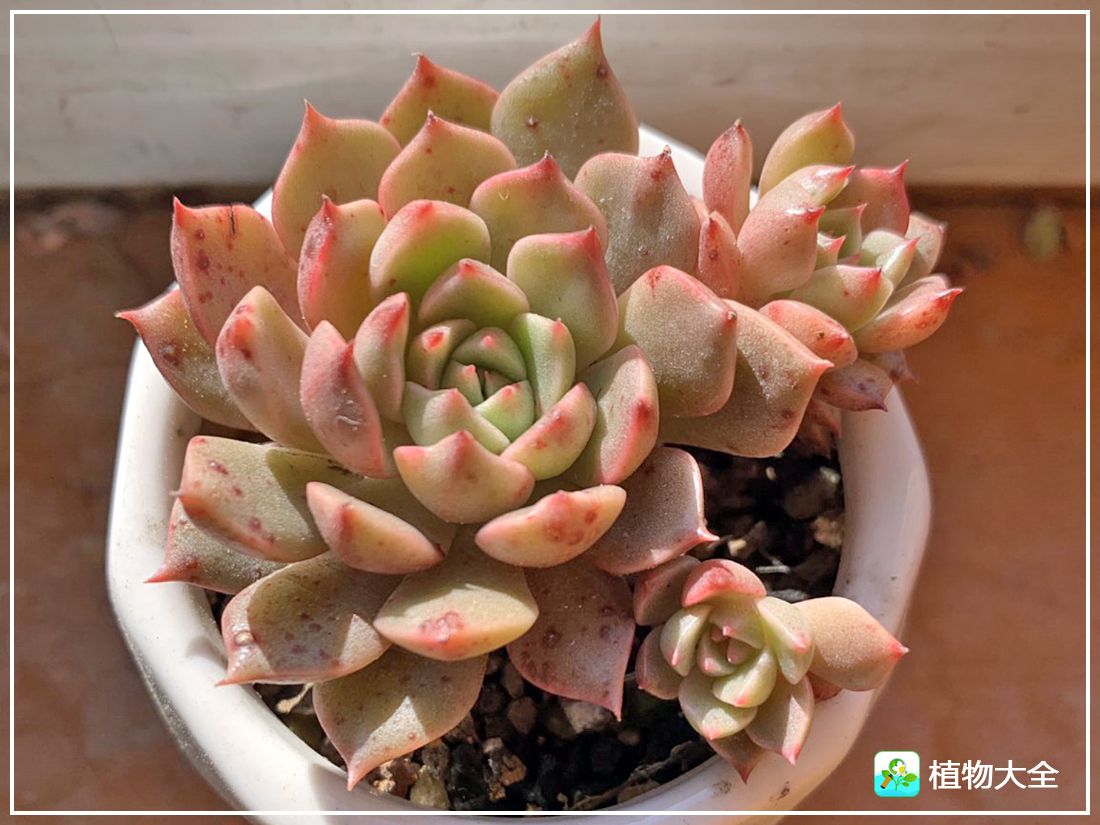 艾格尼亚多肉植物,多肉植物奥利维亚