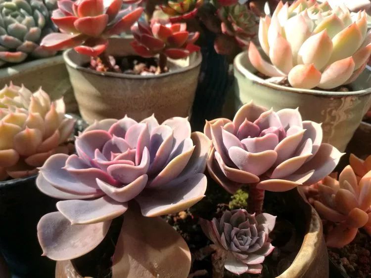 冬日暖阳邂逅最美的多肉,冬日暖阳和多肉暖了我的心