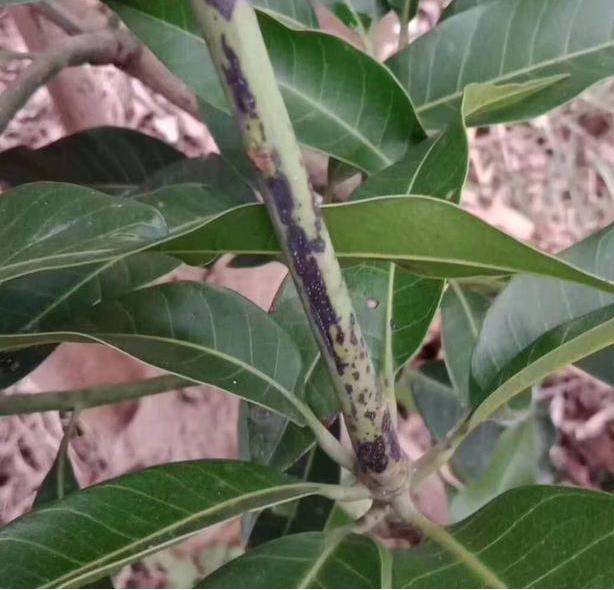 芒果角斑病用什么肥治,芒果角斑病要用什么药