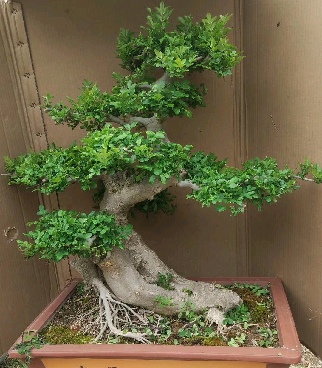 盆景白蜡叶子发黑什么原因,白蜡盆景发黄