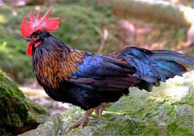 十年鸡头胜砒霜形容什么意思,十年鸡头胜砒霜真的是不能吃吗