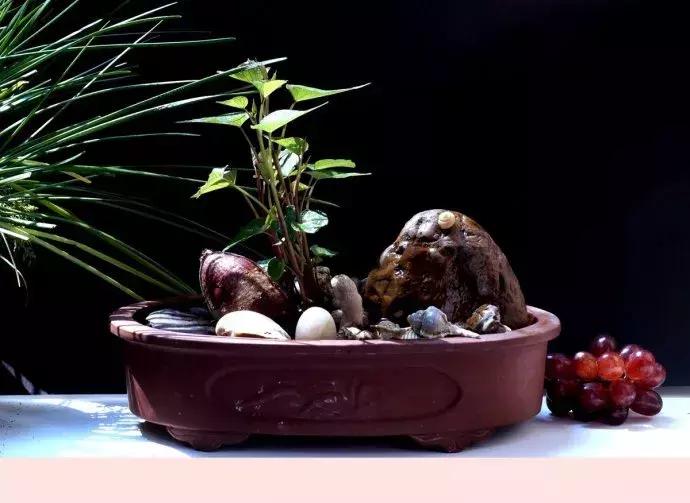 这6种菜根不要丢,哪4种菜根不能丢在家盆栽