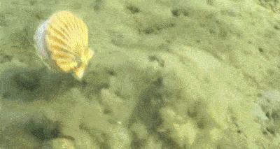 扇贝没了獐子岛,獐子岛扇贝逃跑科普