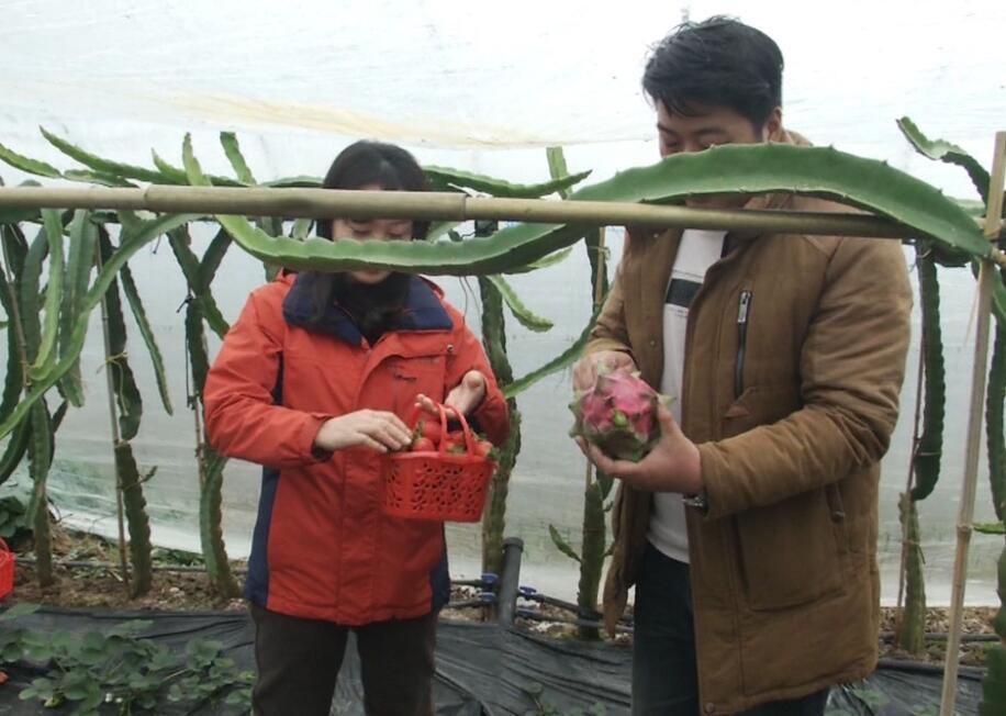 大棚火龙果收获,火龙果套种西瓜大棚