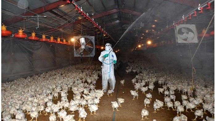 鸡舍除鸡粪味,如何去除鸡粪臭味