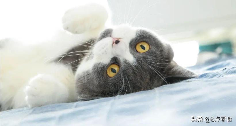 新手养猫指南猫粮应该怎么选,养猫的心得和建议