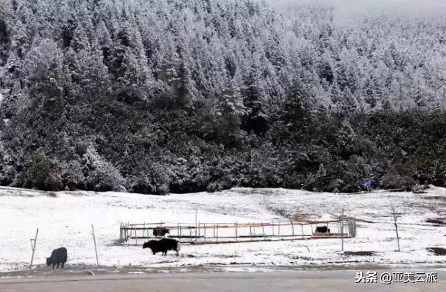 这个冬天邂逅西藏的美好时光 (冬天和爱人邂逅真正的西藏)