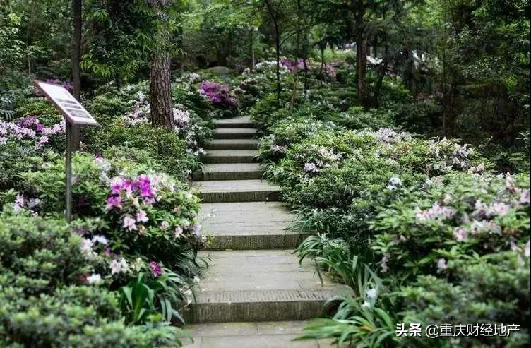 重庆铁山坪介绍,重庆的铁山坪