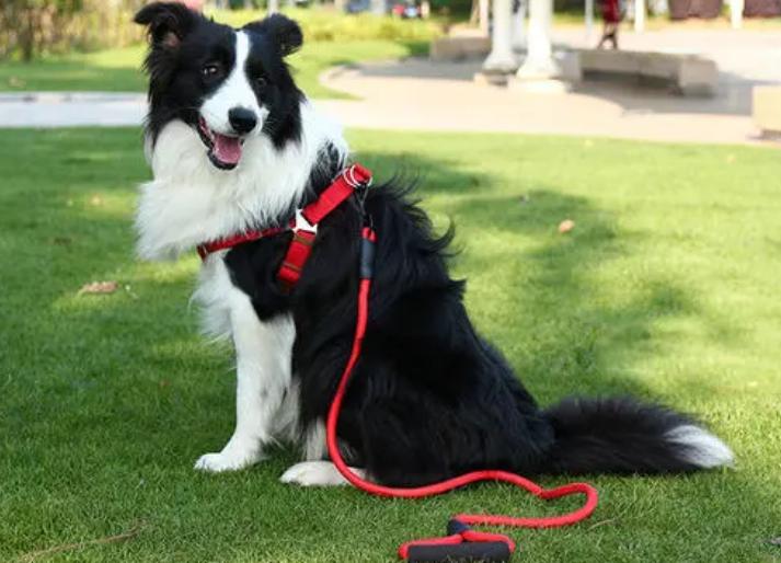 第一次养狗为什么不养大型犬,第一次养狗为什么不建议养边牧