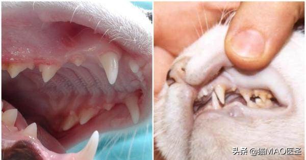 猫咪急性胃炎,猫咪急性胃炎症状