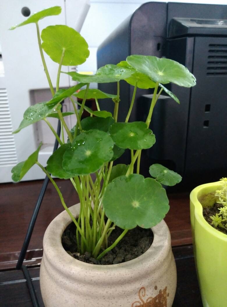 适合懒人养的铜钱草,瀑布过滤养铜钱草