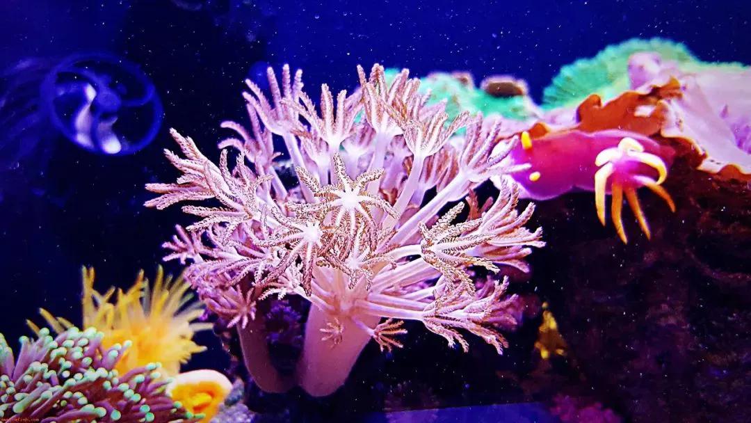 海洋的珍宝,海洋中珍贵的珊瑚