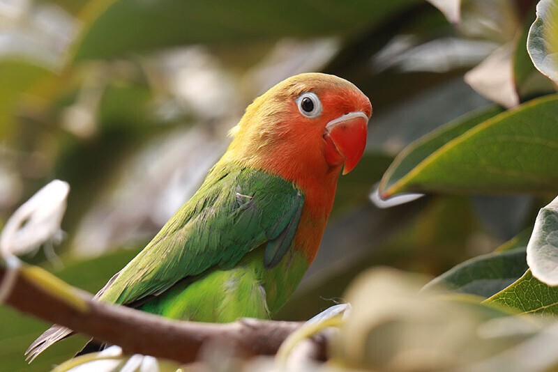 普兰牡丹鹦鹉是头类还是面类,面类牡丹和头面牡丹鹦鹉如何区分