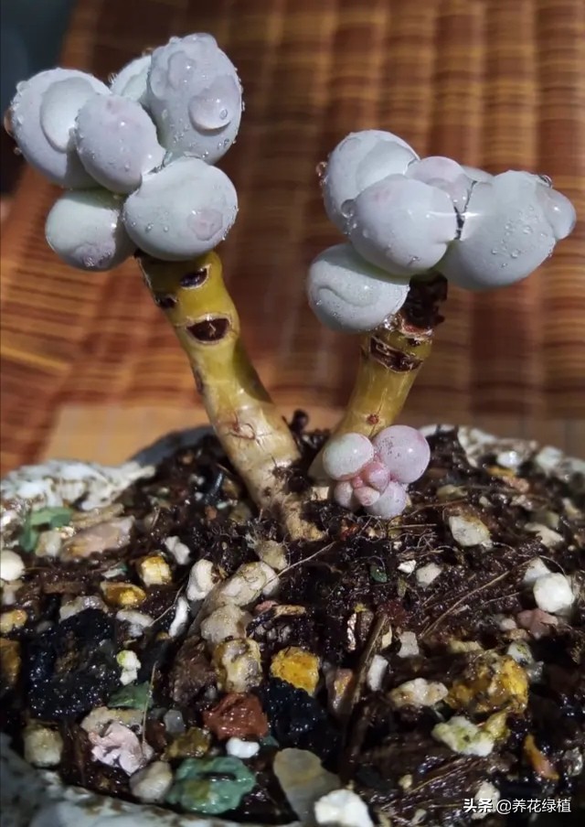 如何把多肉养得胖胖的,怎么能把多肉养得胖胖的