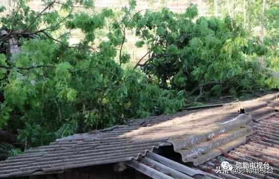 一棵被保护的百年古树,一棵百年的古树被雷击