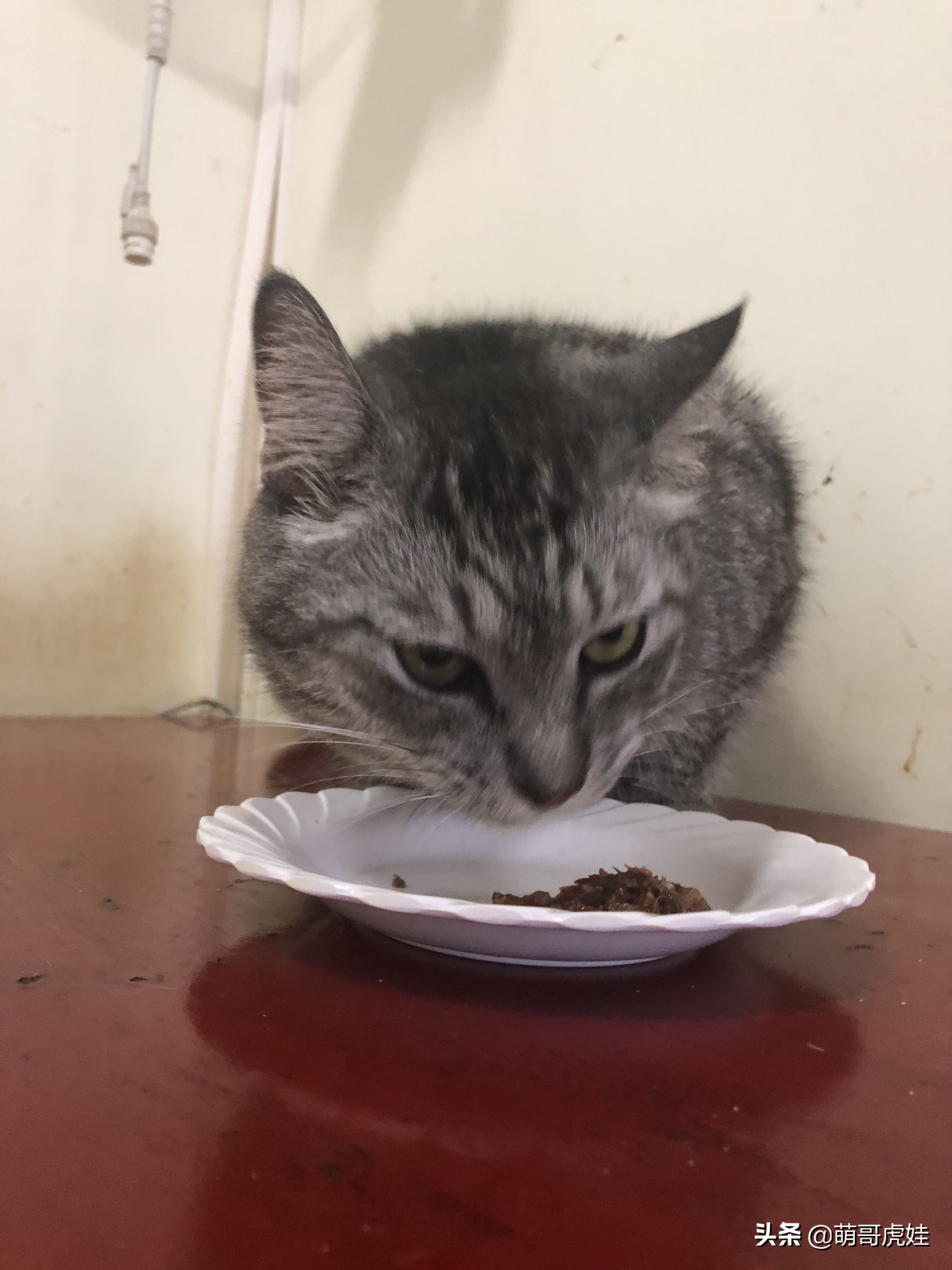 盘点发现自家猫咪干大坏事,主人回来发现猫被丢