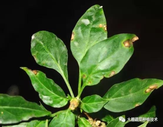 蔬菜得了病毒病会影响下一季吗,瓜果蔬菜病毒病害