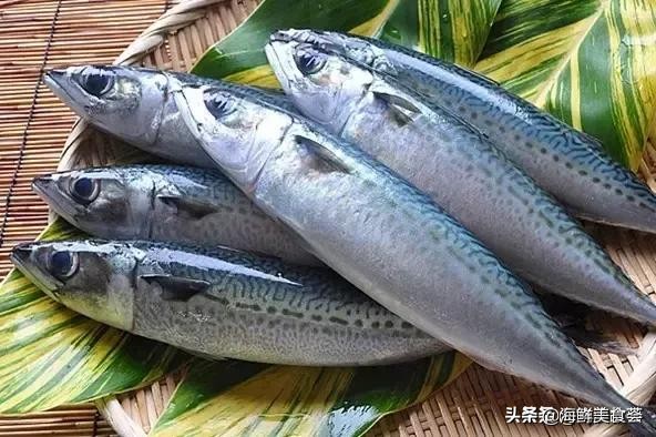 各种寿司纯鲜三文鱼刺身,日本传统寿司都用什么鱼