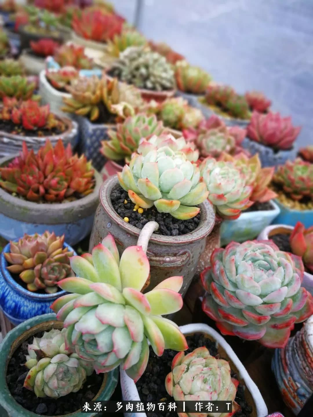 多肉还可以这样玩(上):八年养肉路剪影!