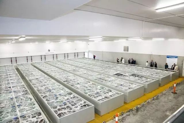 鲍鱼养殖致富经,人工养殖大鲍鱼