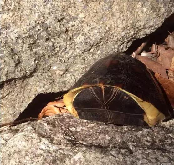 黄缘乌龟宠物,黄缘龟喜欢的植物