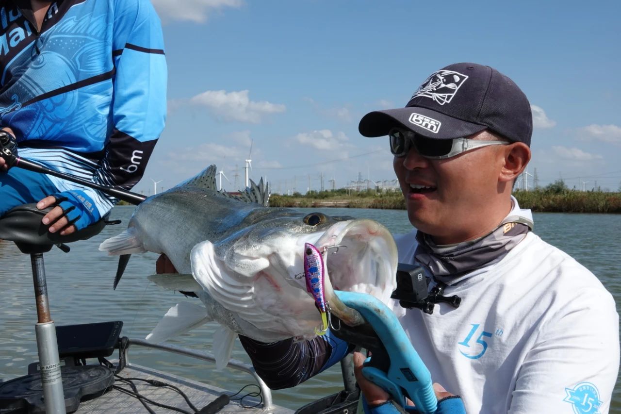 蓝旗鱼软尾路亚饵,蓝旗鱼路亚视频