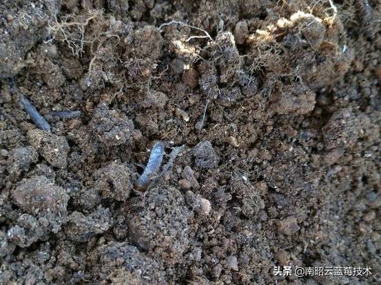 蓝莓常见虫害,蓝莓虫害及防治措施怎么写