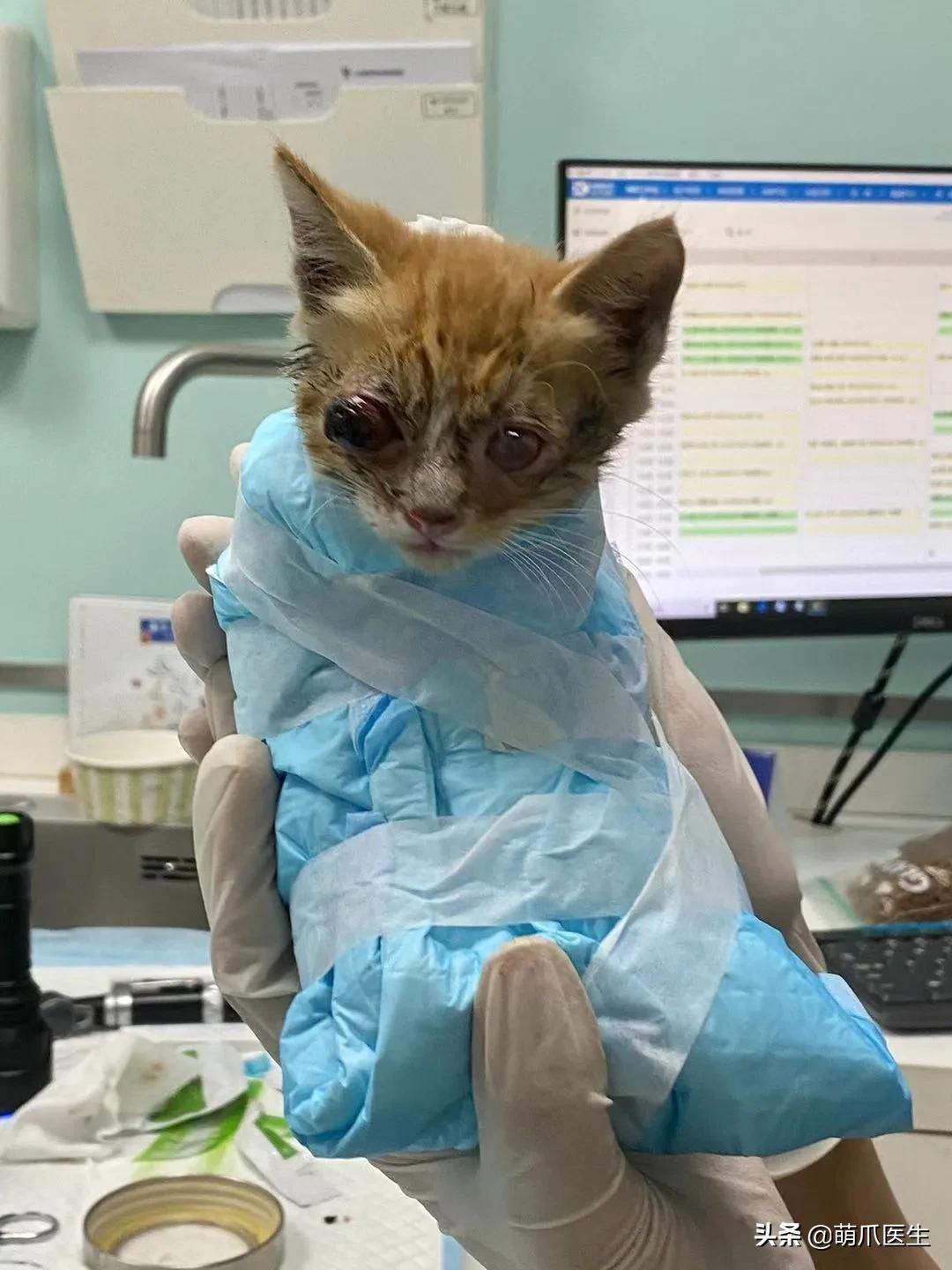 双目失明的猫咪好养吗,瞎了一只眼睛的猫能养吗