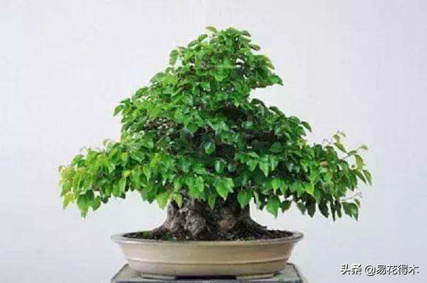 千金榆鹅耳枥盆景,千金榆和鹅耳枥苗