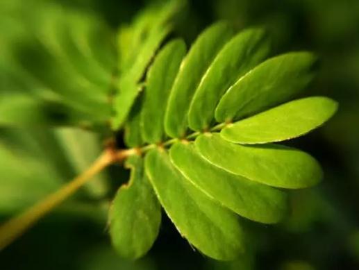 植物也会思考吗,植物也有自己的意识吗