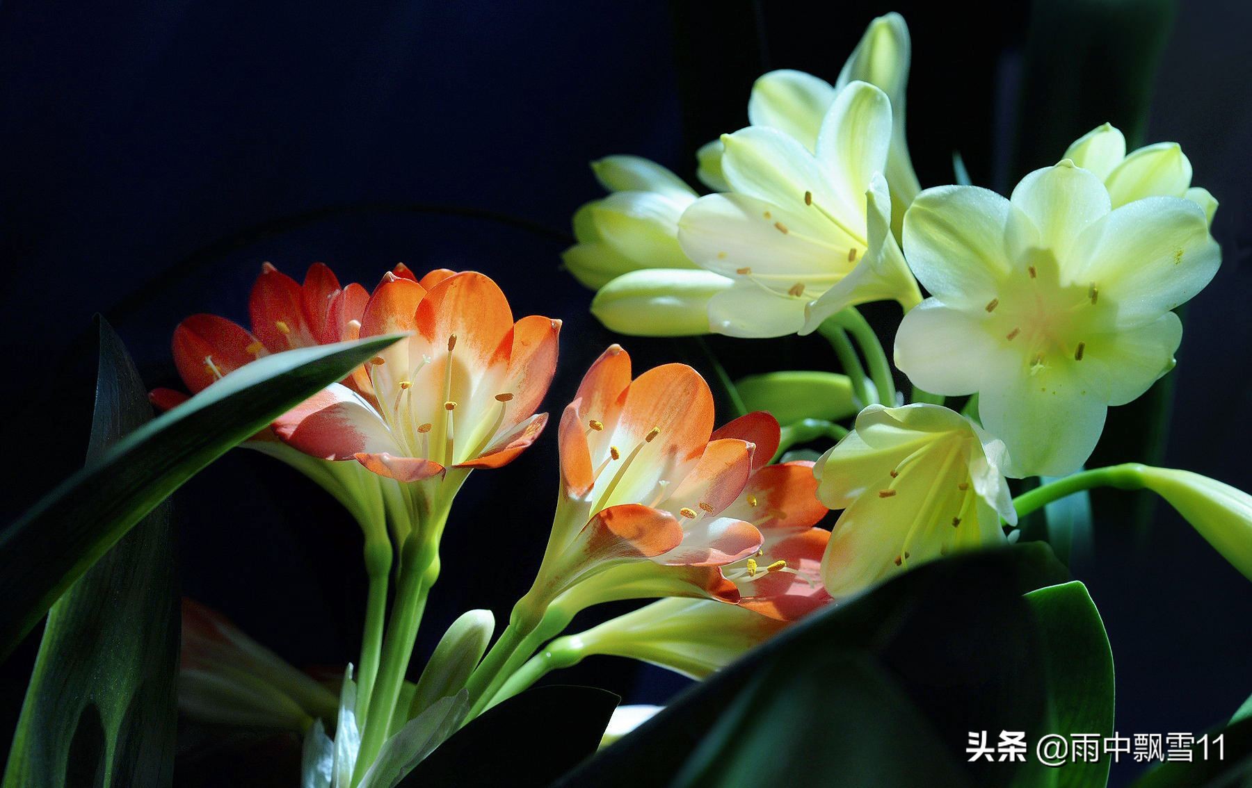 君子兰不开花用什么方法能开花,养护君子兰牢记15个字不愁不开花