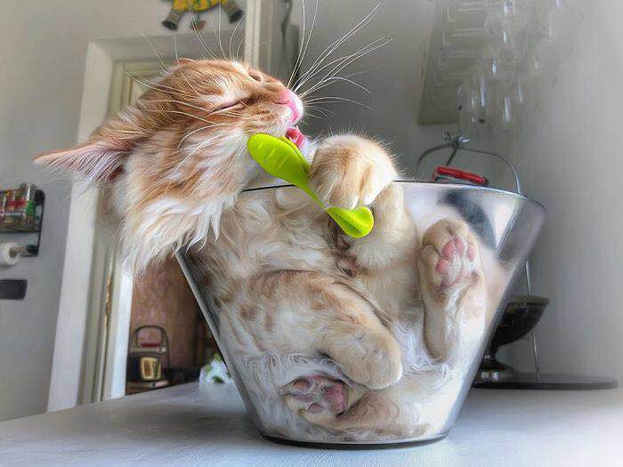 一只可爱的淘气猫,一只调皮可爱的猫