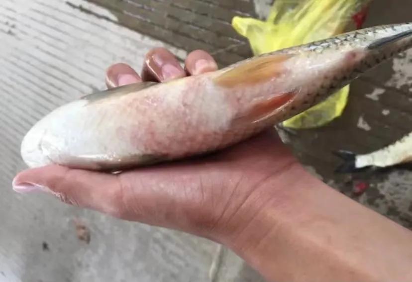 草鱼如何防治肝胆综合征,草鱼肝胆综合症的疑难治疗难点