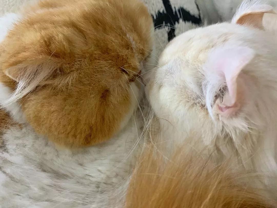 两只猫感情好不亲主人,两只猫感情好