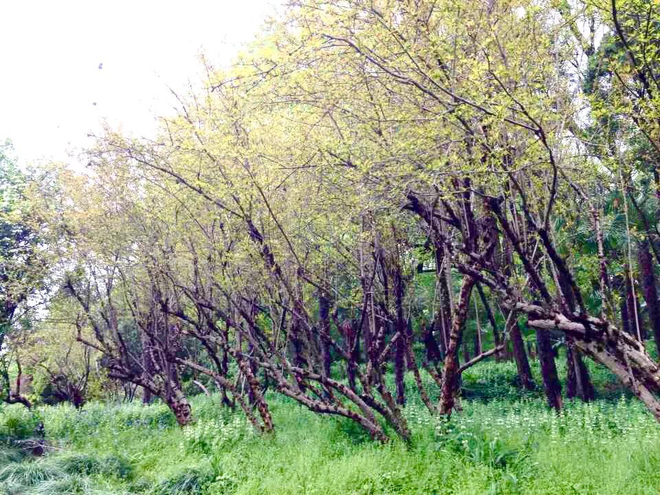 “天下三分明月夜，二分无赖是扬州”，扬州是一座怎么样的城市？