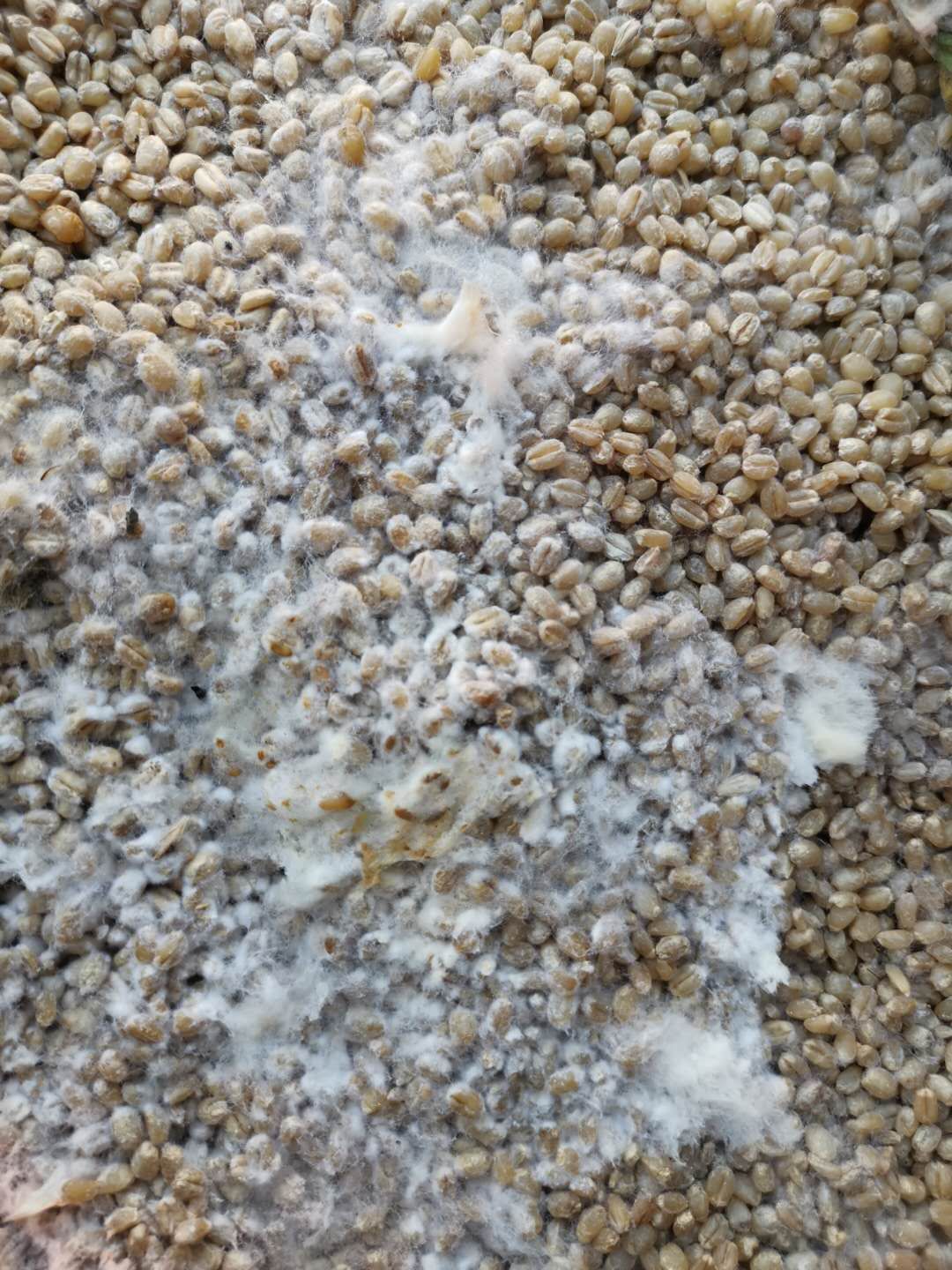 自制甜米酱,甜麦酱的制作方法