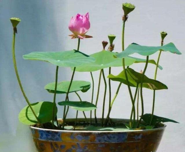 怎样养花花期长得快又好看,在家养花怎么养才会多开花