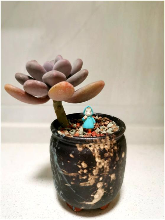 多肉虐我千百遍，我待多肉如初恋