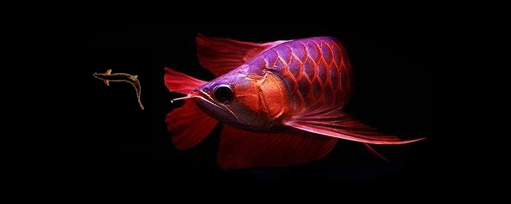 养了十年的龙鱼拒食怎么回事,养了半年龙鱼受到惊吓怎么解决