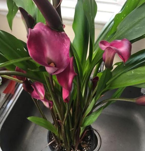 盆栽马蹄莲怎么养才能开花,马蹄莲怎么养可以快速开花