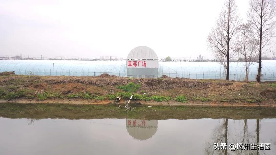 扬州盆栽花卉批发市场,扬州花木城花卉批发市场