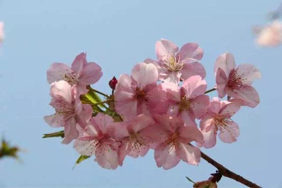 春天必打卡的樱花胜地顾村公园,顾村公园樱花照片视频