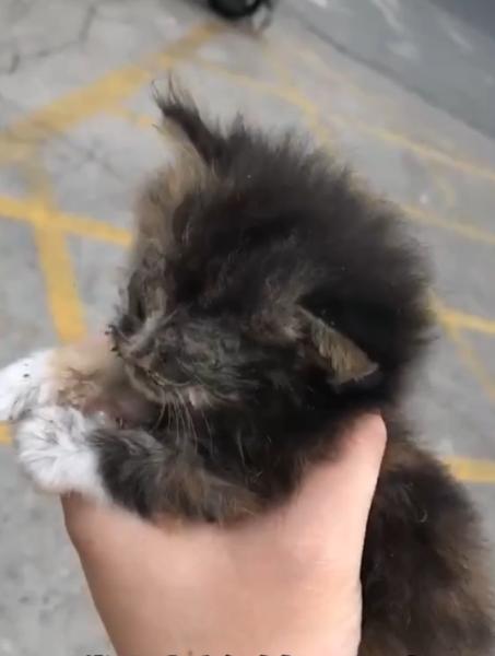 捡到一只被遗弃的小奶猫要怎么养,被猫妈遗弃了一只小奶猫