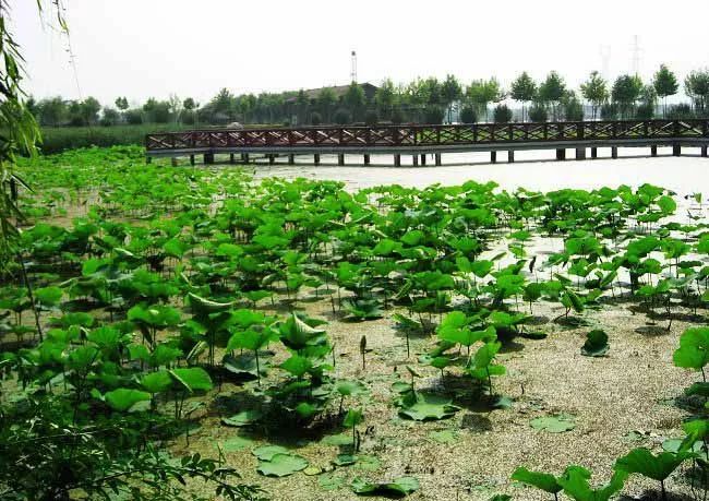 武汉市最热门的春游景点,2022武汉春游好去处