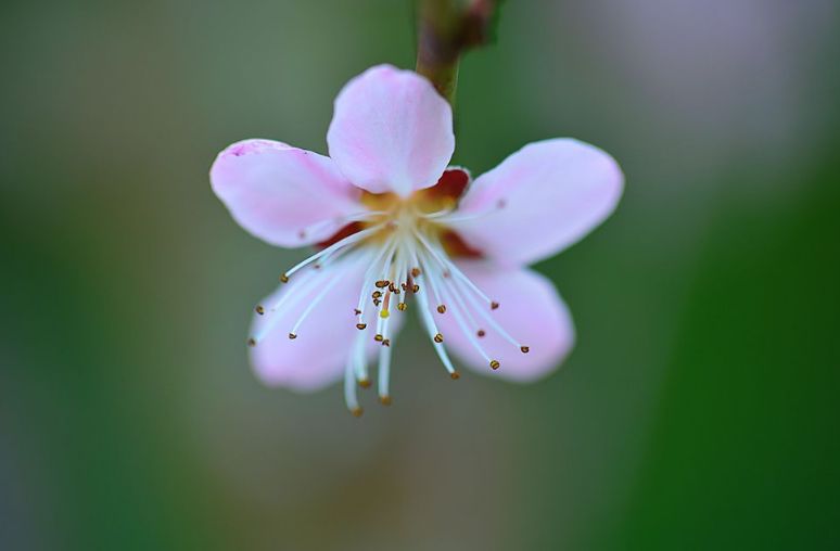 【诗词鉴赏】春风十里桃花灼灼我在诗词的世界里等你！
