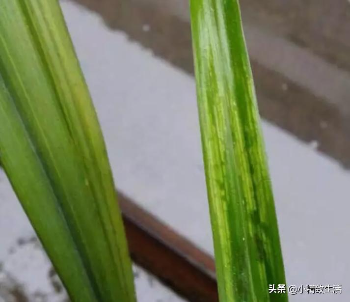 兰花用多菌灵注意什么,兰花生病可以用多菌灵