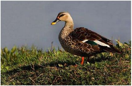 适合农村种植的创业好项目,农村创业好项目种养殖高效益