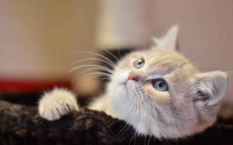 云养猫真的有便利吗,真养猫和云养猫的区别